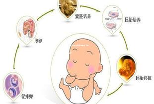 广州试管技术成功率情况解析！海外试管费用！