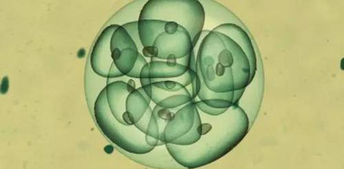 鲜胚移植后几天能测出怀孕