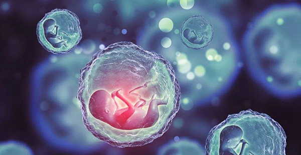 纵隔子宫试管移植双胎