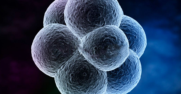 纵隔子宫试管婴儿容易着床吗