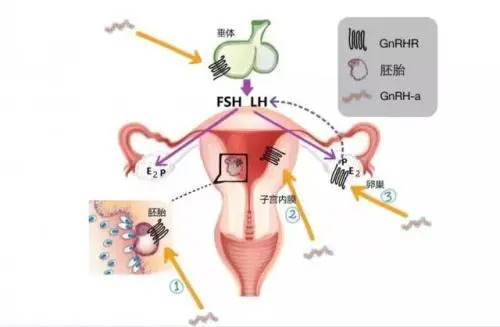 详解试管婴儿囊胚移植，成功率，着床时间与注意事项
