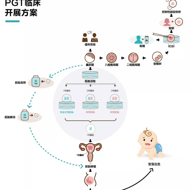 地贫夫妻做三代试管婴儿