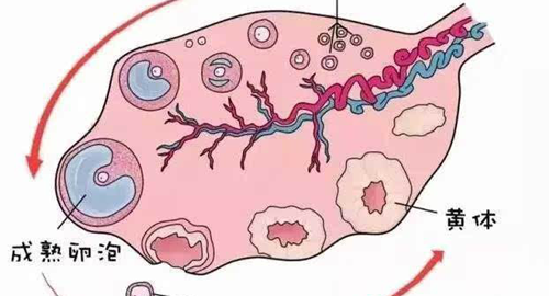 窦卵泡计数（AFC）