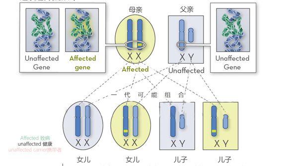 X-连锁无丙种球蛋白血症生不了男孩?怕遗传可以选三代试管