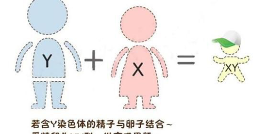 第三代试管婴儿怎么选性别