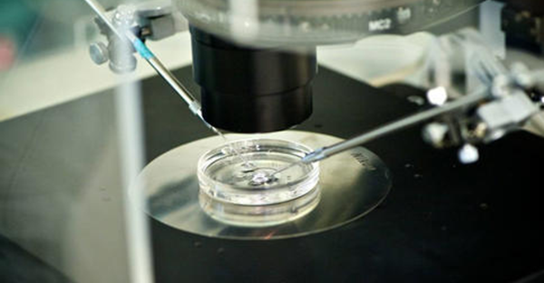 取卵后胚胎培养