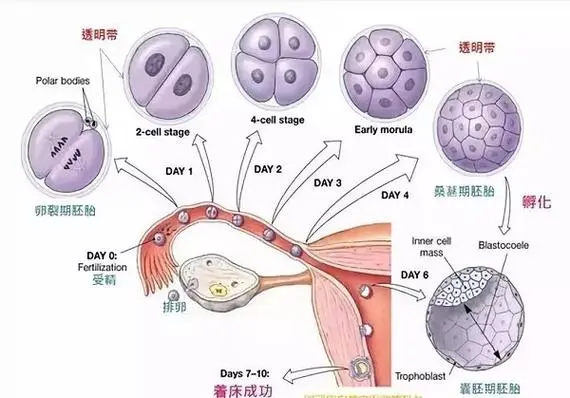 详解试管婴儿囊胚移植，成功率，着床时间与注意事项