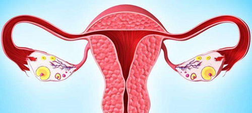 窦卵泡计数年龄