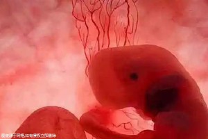 试管婴儿胚胎移植过程及时间？收费情况！