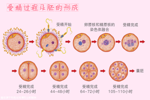【试管婴儿费用解析】为何北京地区的试管费用不再纳入报销范围！有流程吗？