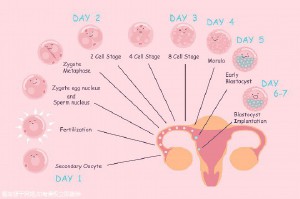 苏州单身未婚做三代试管助孕机构!全部费用分享!